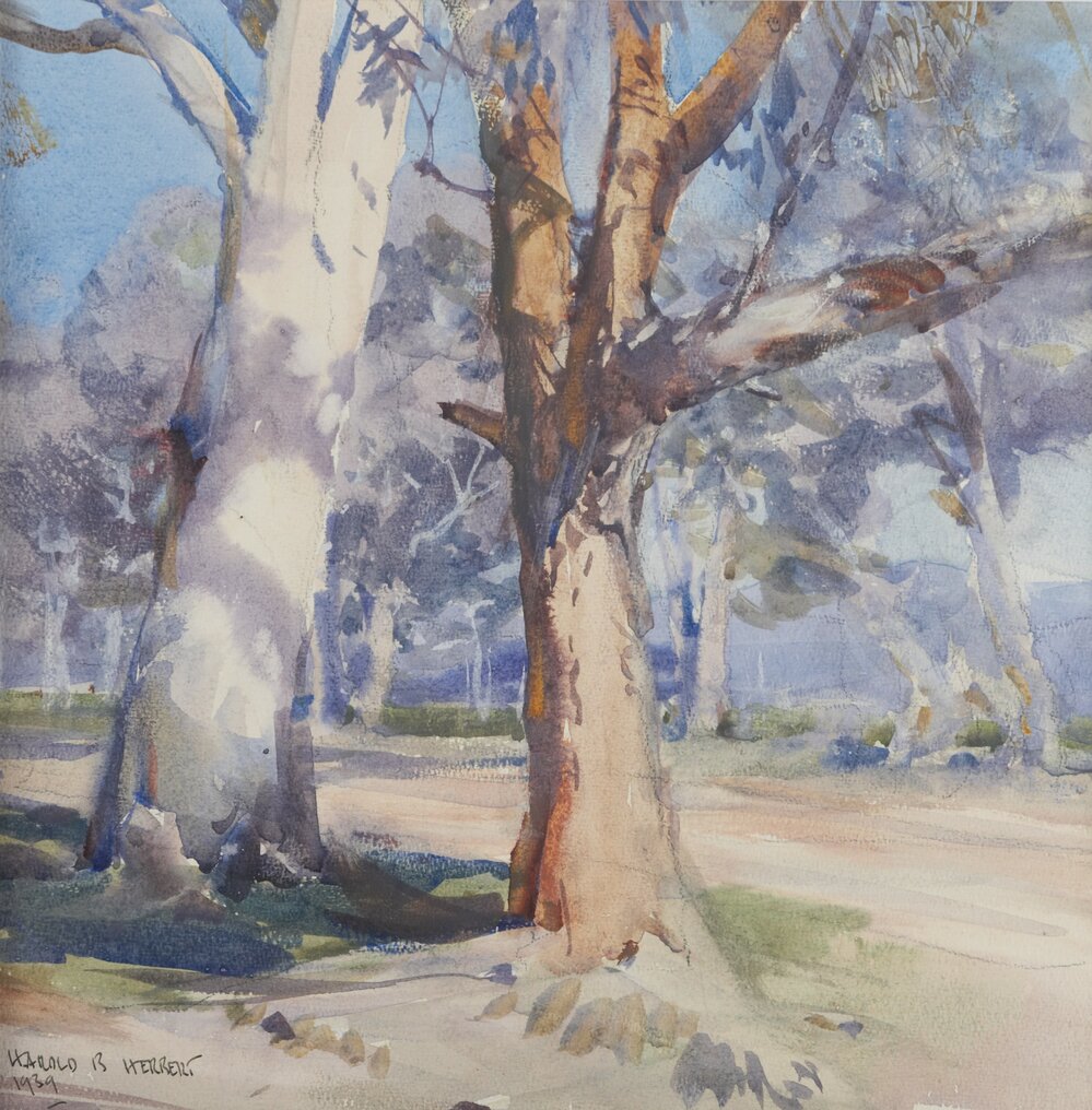 Gum Trees