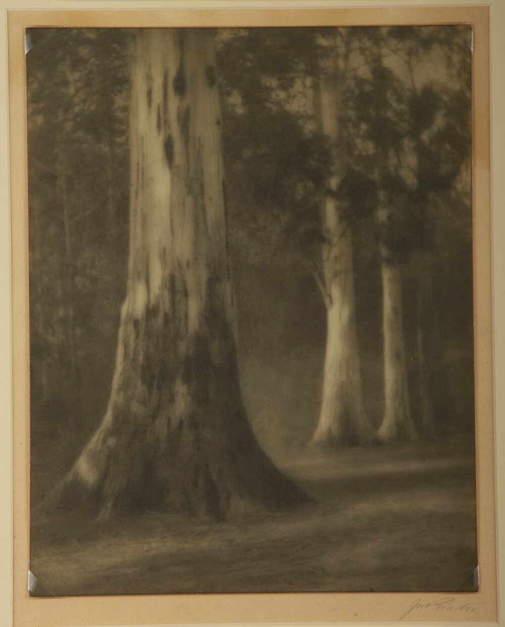 Photograph Gums, study