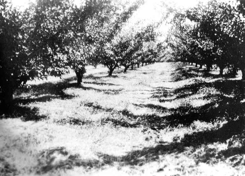 100 Images for 100 Years