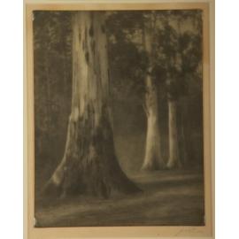 Photograph Gums, study