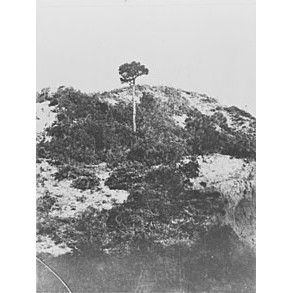 Lone Pine Memorial