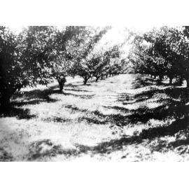 100 Images for 100 Years