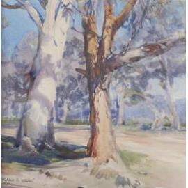 Gum Trees