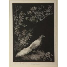 The Silver Pheasant