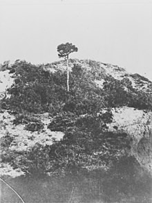The original lone pine, source AWM.
